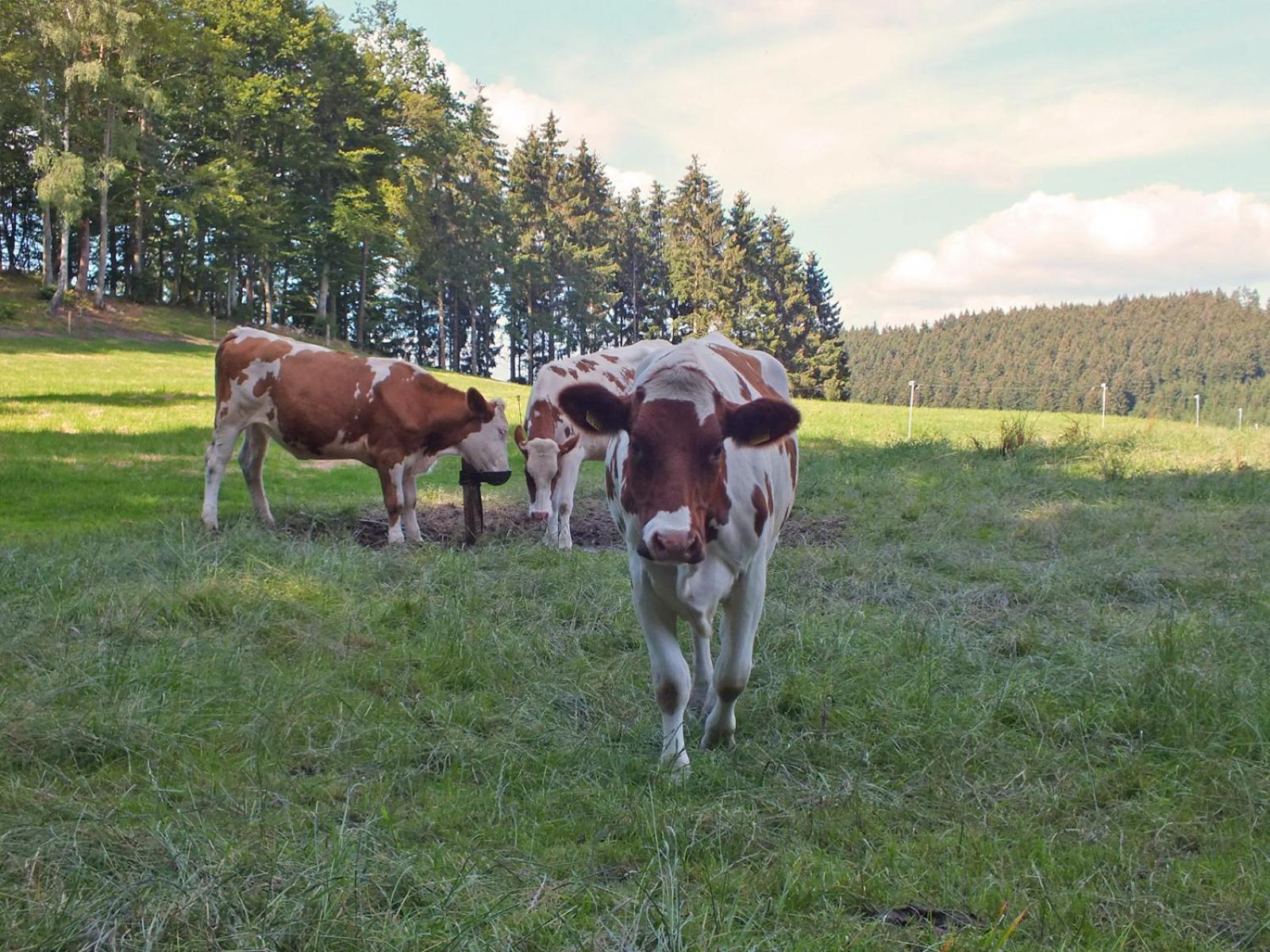 Kornkammer Schmallenberg Esterno foto